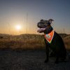 Orange Dog Bandana XL Size Hi Visibility Reflective Blaze Orange Bandana for Large Pets Safety Accessories for Walking Camping and Off Leash Explorati